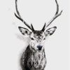 Portrait Of Deer Paint By Number