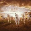 White Horses Herd Paint By Number