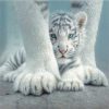 White Tiger Baby Paint By Number