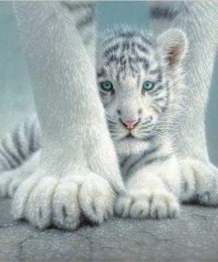 White Tiger Baby Paint By Number