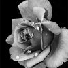 Black and White Rose NEW Paint By Numbers