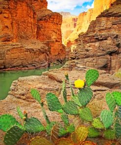 Grand Canyon National Park Cactus paint by numbers