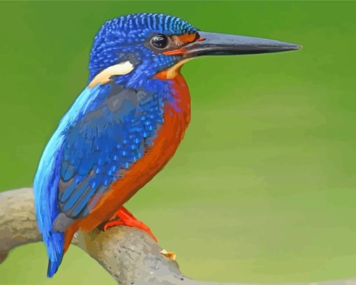 blue-kingfisher-bird-paint-by-numbers