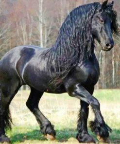Friesian-horse-paint-by-number