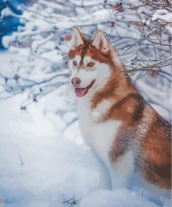 brown-husky-in-the-nsow-paint-by-numbers