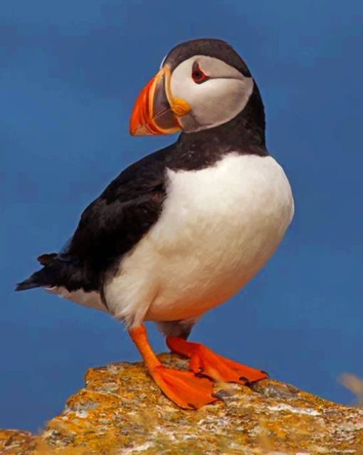 cute-atlantic-puffin-bird-paint-by-numbers