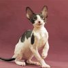 Adorable Cornish Rex Cat paint by numbers
