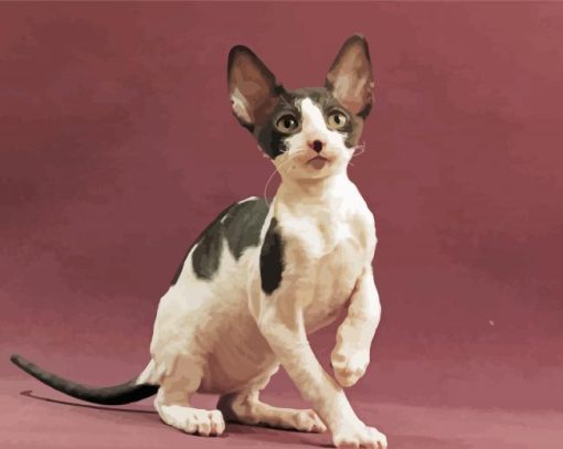 Adorable Cornish Rex Cat paint by numbers