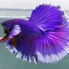 Aesthetic Purple Betta Fish paint by numbers