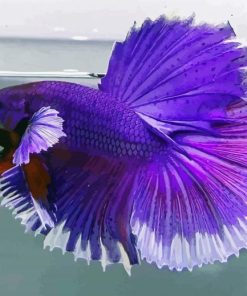 Aesthetic Purple Betta Fish paint by numbers