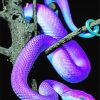 Bluish Purple Snake paint by numbers
