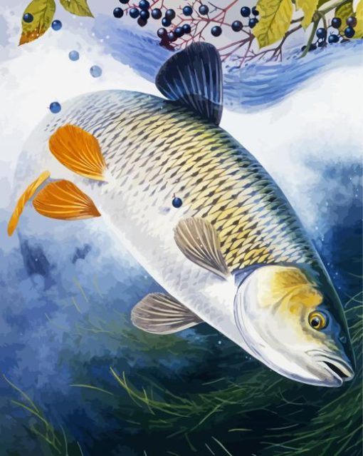 Chub Fish paint by numbers