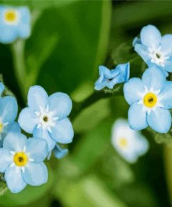 Forget me Not Flowers paint by numbers