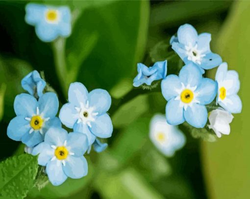 Forget me Not Flowers paint by numbers