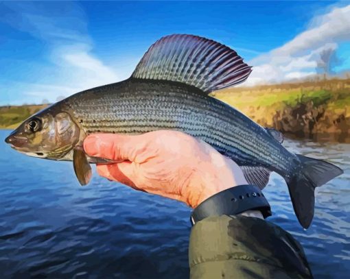 Grayling Tweed Fish paint by numbers