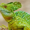 Green Lizzard paint by numbers