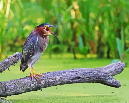 Green Heron On Branch paint by numbers