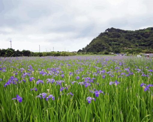 Iris Flowers Field paint by numbers