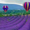 Lavender Hot Air Balloons paint by numbers