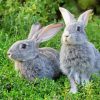 Two Grey Rabbits paint by numbers