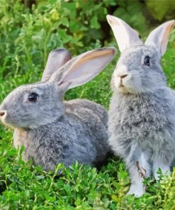 Two Grey Rabbits paint by numbers