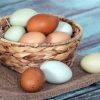 Aesthetic Basket Of Chicken Eggs paint by numbers