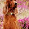 Aesthetic Red Setter paint by numbers
