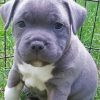 Aesthetic Blue Staffie Dog paint by numbers
