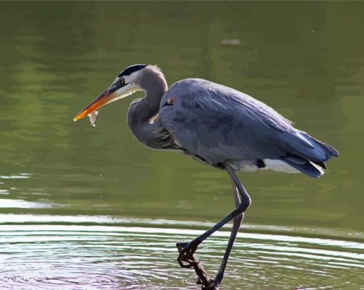 Grey Herron paint by numbers