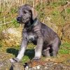 Adorable Irish Wolfhound Puppy paint by numbers