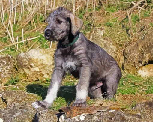 Adorable Irish Wolfhound Puppy paint by numbers