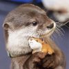 Adorable Cute Otter paint by numbers