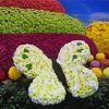 Aesthetic Flower Show paint by numbers