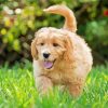 Aesthetic Goldendoodle Puppy paint by numbers