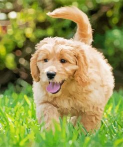 Aesthetic Goldendoodle Puppy paint by numbers