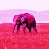 Aesthetic Pink Elephant paint by numbers