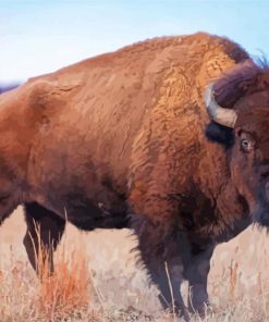American Bison Animal paint by numbers