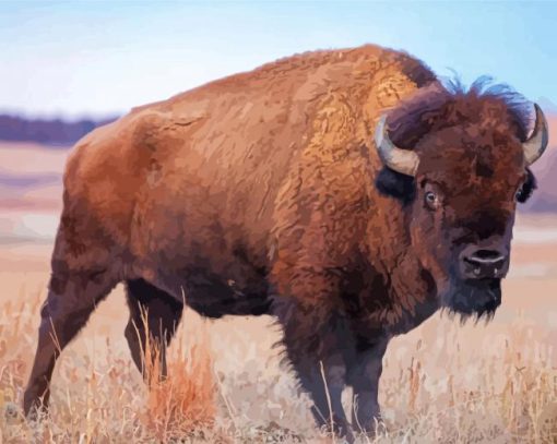 American Bison Animal paint by numbers