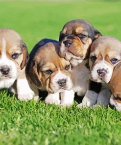 Baby Beagles Puppies paint by numbers