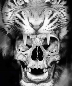 Black And White Tiger And Skull Paint By Numbers