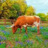 Bluebonnet And Langhorn Animal Paint By Numbers