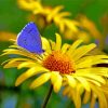 Butterfly And Yellow Flower paint by numbers