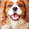 Cavalier King Charles Spaniel Dog paint by numbers