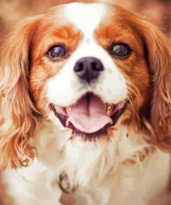 Cavalier King Charles Spaniel Dog paint by numbers