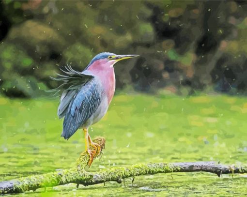 Cute Green Heron paint by numbers