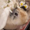 Cute Rabbit With Flower Wreath paint by numbers