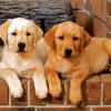 Golden Labrador Puppies paint by numbers