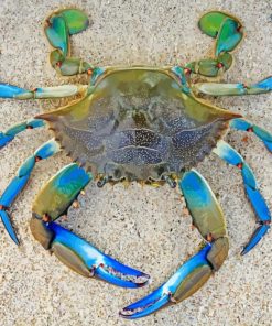 Green And Blue Crab Paint By Numbers