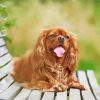 Happy Cavalier King Charles Spaniel paint by numbers