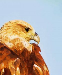Indian Spotted Eagle Bird Side paint by numbers